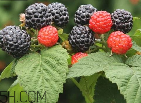 ?樹莓什么時候種植 樹莓種植時間 ?樹莓什么時候種植 樹莓種植時間