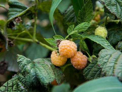 ?樹莓什么時候種植 樹莓種植時間 ?樹莓什么時候種植 樹莓種植時間