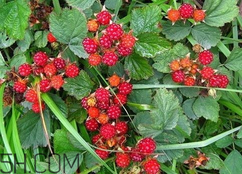 ?樹莓什么時候種植 樹莓種植時間 ?樹莓什么時候種植 樹莓種植時間