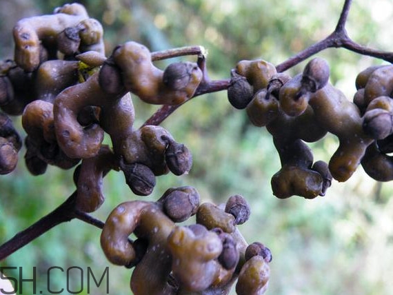 雞爪梨怎么挑選？雞爪梨什么時候成熟