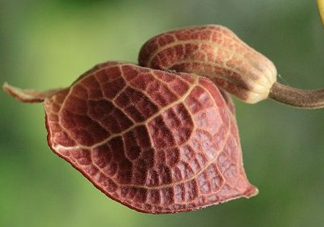 馬兜鈴酸的中藥有哪些？馬兜鈴酸是什么