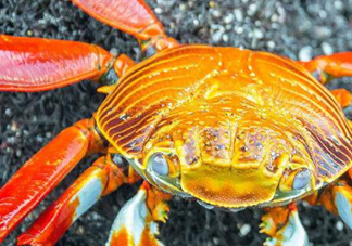 冬蟹是什么蟹？冬蟹的營(yíng)養(yǎng)價(jià)值和功效