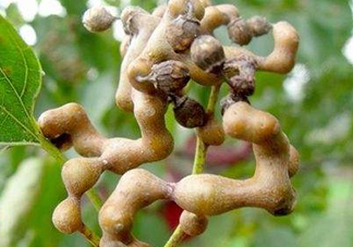 雞爪梨解酒是真的嗎？雞爪梨種下幾年能開花結果