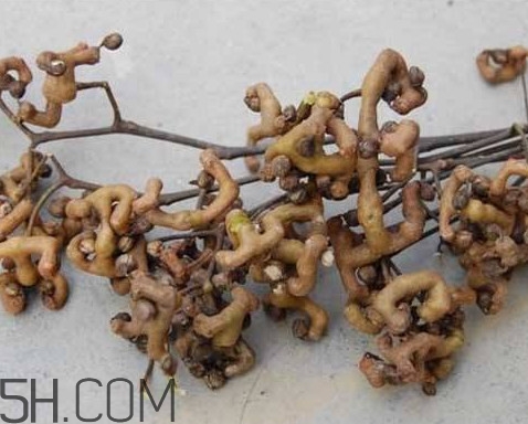 雞爪梨是水果嗎？雞爪梨泡酒有什么功效