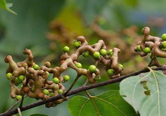 雞爪梨泡酒是喝酒還是吃果實嗎？雞爪梨的營養(yǎng)價值