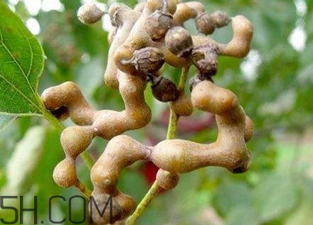 雞爪梨解酒是真的嗎？雞爪梨種下幾年能開(kāi)花結(jié)果