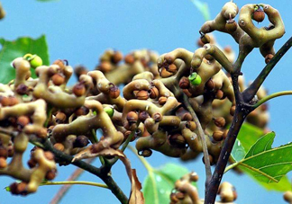 雞爪梨多少錢一斤？雞爪梨孕婦能吃嗎