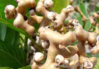 雞爪梨是水果嗎？雞爪梨泡酒有什么功效