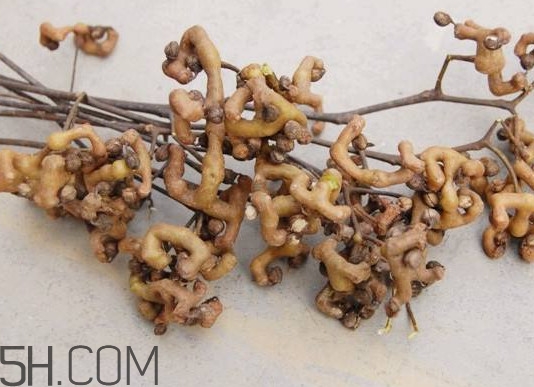 雞爪梨怎么挑選？雞爪梨什么時候成熟