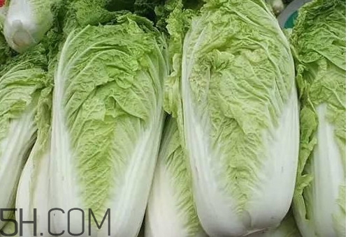 冬儲大白菜怎么才不會壞？冬儲大白菜什么時候上市