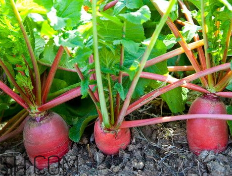 蘿卜為什么辣 蘿卜辣是怎么回事 蘿卜為什么辣 蘿卜辣是怎么回事