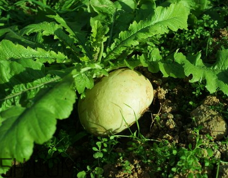 蘿卜為什么辣 蘿卜辣是怎么回事 蘿卜為什么辣 蘿卜辣是怎么回事