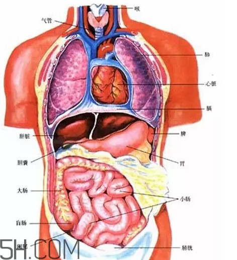 胃在左邊還是右邊？胃在哪個位置圖