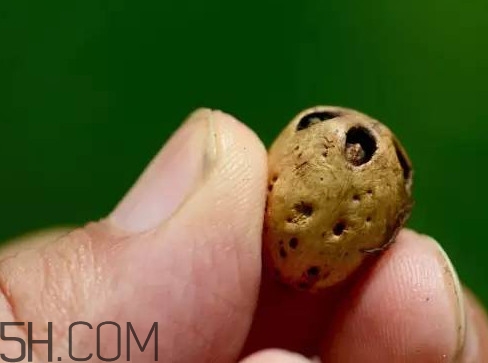 南酸棗可以泡酒嗎？南酸棗果核有什么功效