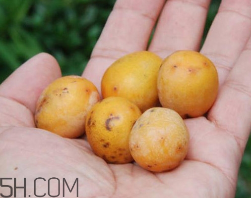 南酸棗多少錢一斤？南酸棗和酸棗的區(qū)別是什么