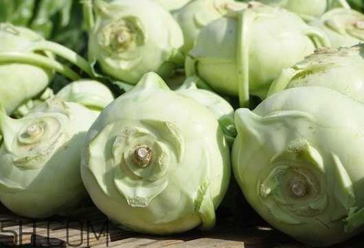 大頭菜是發(fā)物嗎？大頭菜是卷心菜嗎