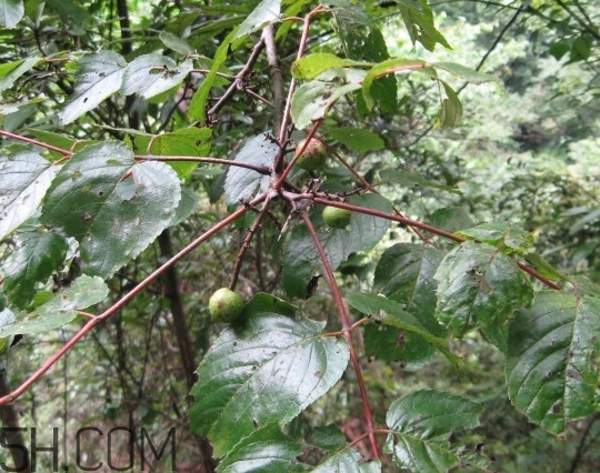 南酸棗什么時候成熟？南酸棗怎么種