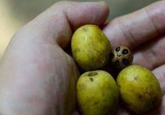 南酸棗可以泡酒嗎？南酸棗果核有什么功效