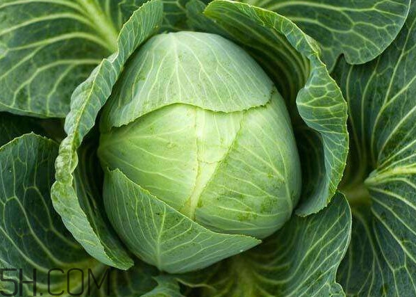 大頭菜是發(fā)物嗎？大頭菜是卷心菜嗎