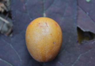 南酸棗多少錢一斤？南酸棗和酸棗的區(qū)別是什么