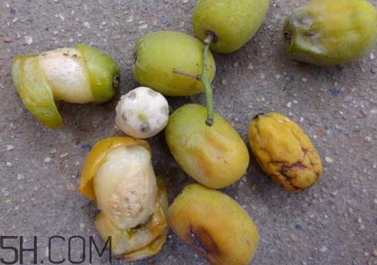 南酸棗怎么吃？南酸棗的作用與功效