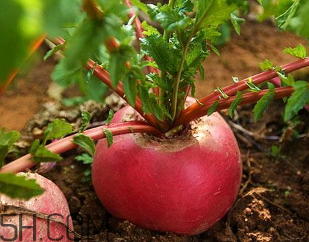 紅?蘿卜不能和什么一起吃 紅?蘿卜和什么相克 紅?蘿卜不能和什么一起吃 紅?蘿卜和什么相克