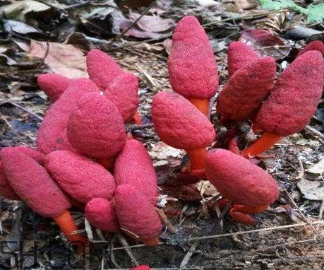 回春草怎么服用 回春草怎么用最好 回春草怎么服用 回春草怎么用最好