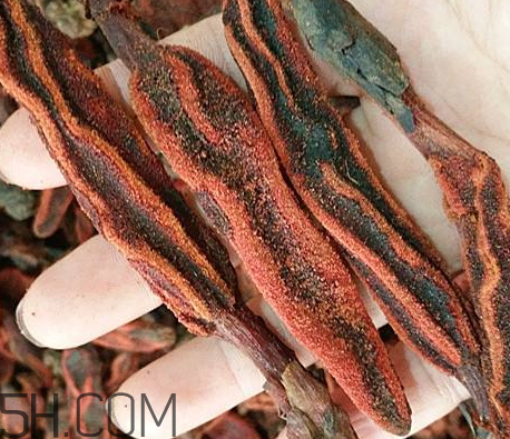 回春草怎么服用 回春草怎么用最好 回春草怎么服用 回春草怎么用最好