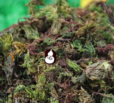 回春草生長在什么地方 回春草可以種植嗎 回春草生長在什么地方 回春草可以種植嗎