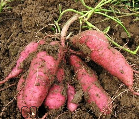 地瓜為什么開裂 地瓜開裂的原因 地瓜為什么開裂 地瓜開裂的原因