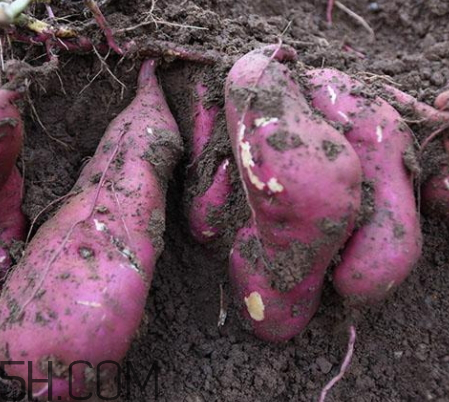 地瓜為什么開裂 地瓜開裂的原因 地瓜為什么開裂 地瓜開裂的原因