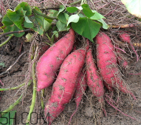 地瓜為什么開裂 地瓜開裂的原因 地瓜為什么開裂 地瓜開裂的原因