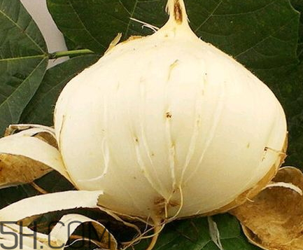 白地瓜可以生吃嗎 白地瓜可以做丸子嗎 白地瓜可以生吃嗎 白地瓜可以做丸子嗎