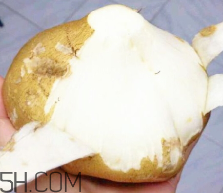 白地瓜怎么存放 白地瓜能放多久 白地瓜怎么存放 白地瓜能放多久