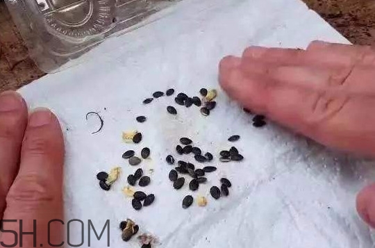 百香果的皮有什么作用？百香果籽可以種嗎