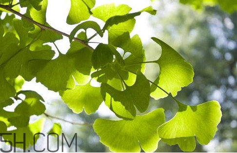 銀杏葉片多少錢一盒？銀杏葉片的功效與作用