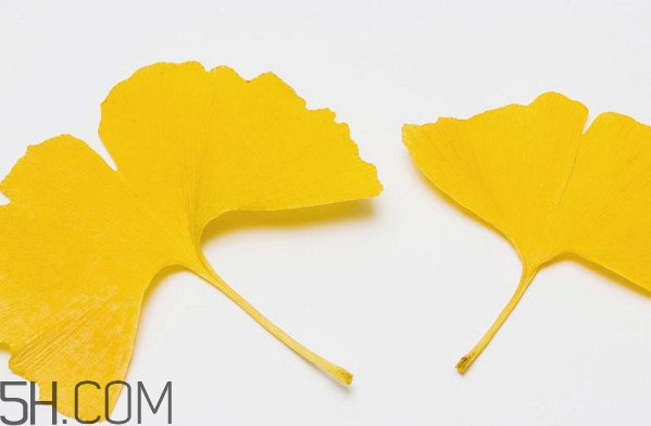 銀杏葉有什么作用？銀杏樹(shù)葉怎么處理才能當(dāng)茶葉喝