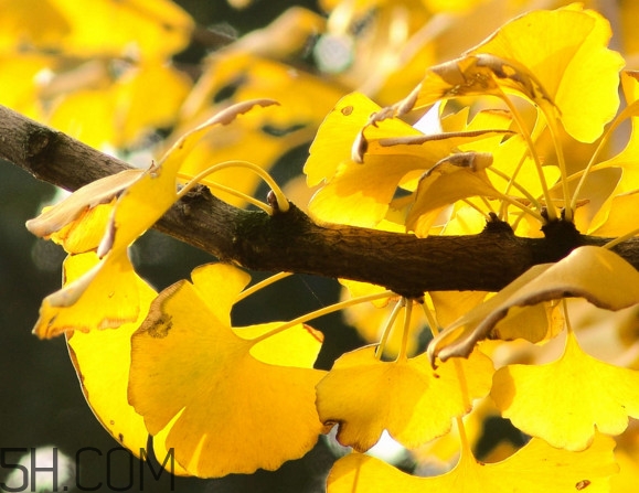 銀杏葉泡腳有什么好處？銀杏葉做枕頭有什么好處