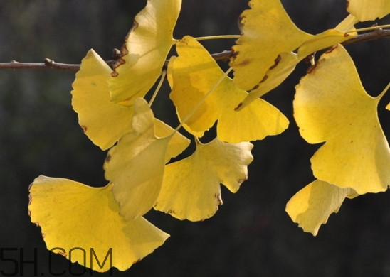 銀杏葉的花語是什么？銀杏樹葉可以降血壓嗎