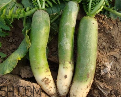 綠蘿卜和胡蘿卜能一起吃嗎 綠蘿卜不能和什么一起吃 綠蘿卜和胡蘿卜能一起吃嗎 綠蘿卜不能和什么一起吃