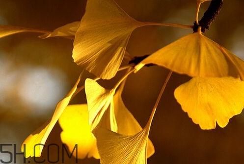 銀杏葉片能治耳鳴嗎？銀杏葉片可以降血脂嗎