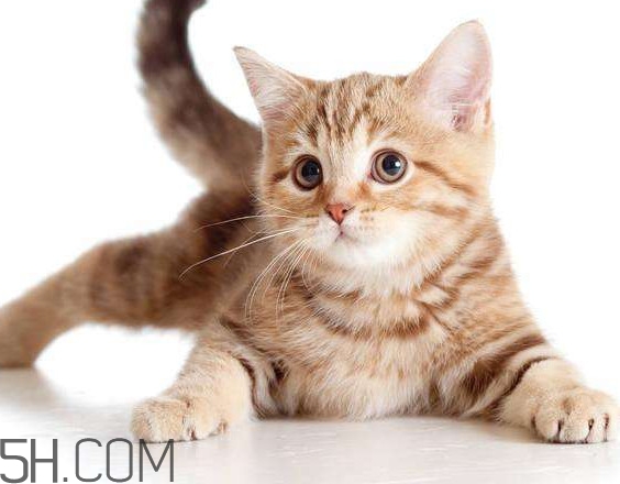 為什么貓吃芥末會死？哪些人不能吃芥末