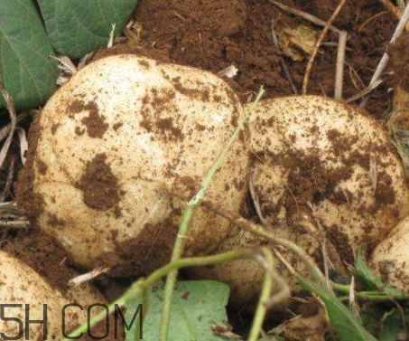 白地瓜什么時候種植 白地瓜怎么種植 白地瓜什么時候種植 白地瓜怎么種植