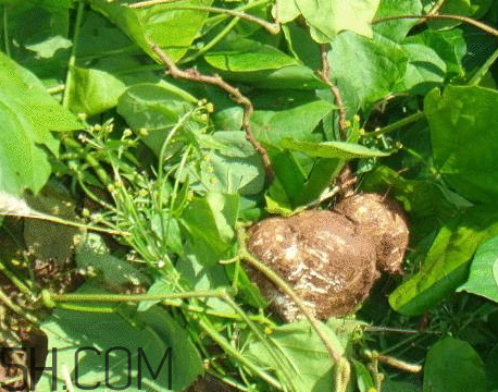 白地瓜什么時候種植 白地瓜怎么種植 白地瓜什么時候種植 白地瓜怎么種植