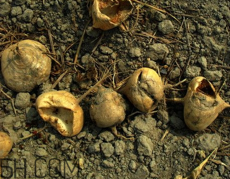 白地瓜什么時候種植 白地瓜怎么種植 白地瓜什么時候種植 白地瓜怎么種植