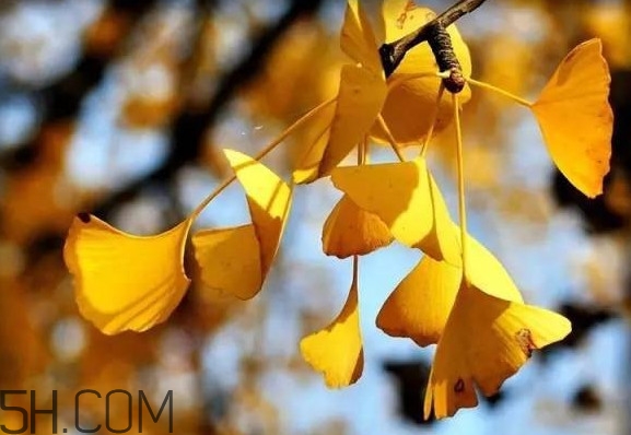 銀杏葉有什么作用？銀杏樹(shù)葉怎么處理才能當(dāng)茶葉喝