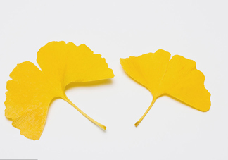 銀杏葉有什么作用？銀杏樹葉怎么處理才能當(dāng)茶葉喝