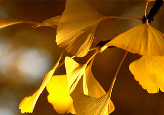 銀杏葉什么時間采收效果好？銀杏葉可以治什么病