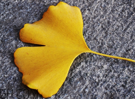 銀杏葉什么時間采收效果好？銀杏葉可以治什么病