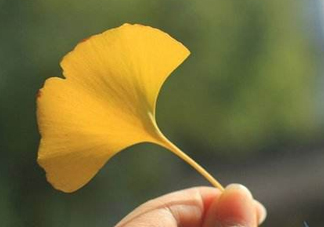 銀杏葉片能治耳鳴嗎？銀杏葉片可以降血脂嗎